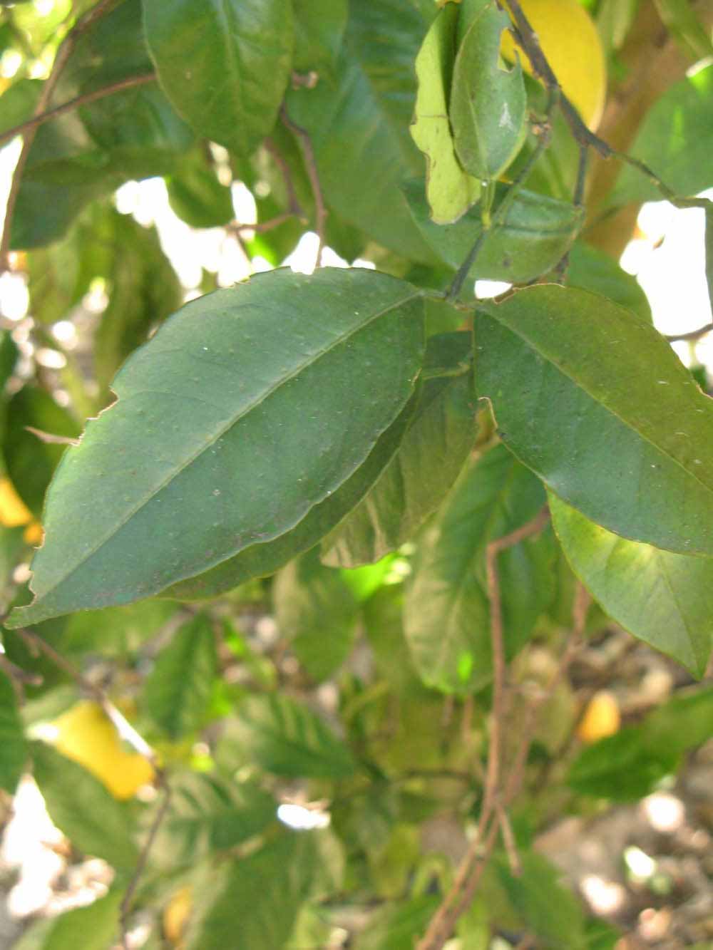            Shade leaves (Winter Haven, FL)   